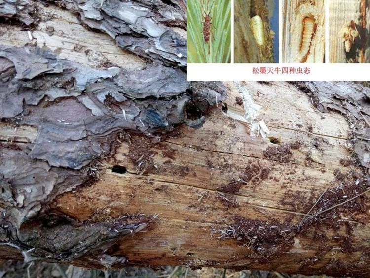 樹枝粉碎機解決對松材線蟲病疫木處理難題